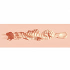 Xkin Raw The Grip Stroker Beige